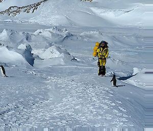 Two penguins escorting an expedtioner off the sea ice.
