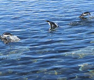 Three penguins swimming through the water.