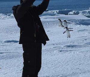 Penguins creping up on an expeditioner.