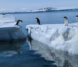 Penguins cheering on the last member onot a new iceberg.