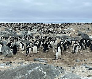 Thousands of black and white penguins on a rocky landscape.