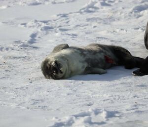 A newborn seal pup lies sleeping on the sea-ice next to its mother.