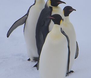 Four emperor penguins are gathered together on the sea ice
