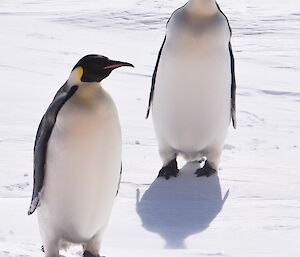 Two emperor penguins are on the sea ice