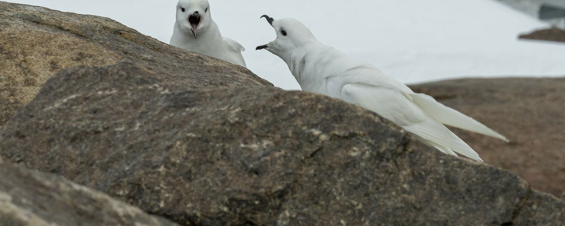 Two snow petrels are facing each other on a rocky landscape and appear to be yelling at each other with beaks wide open.