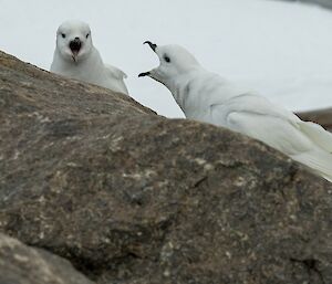 Two snow petrels are facing each other on a rocky landscape and appear to be yelling at each other with beaks wide open.