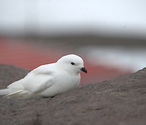 A pure white snow petrel is sitting on a rock. Blurred in the background appears to be a red building