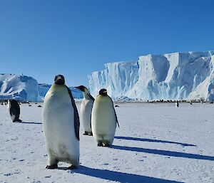 A number of adult emperor penguins are looking at the camera. In the background are a very large number of penguins near large icebergs.