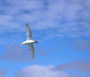 A snow petrel is in flight against a partly cloudy blue sky