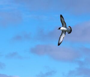An Antarctic petrel in flight against a partly cloudy blue sky