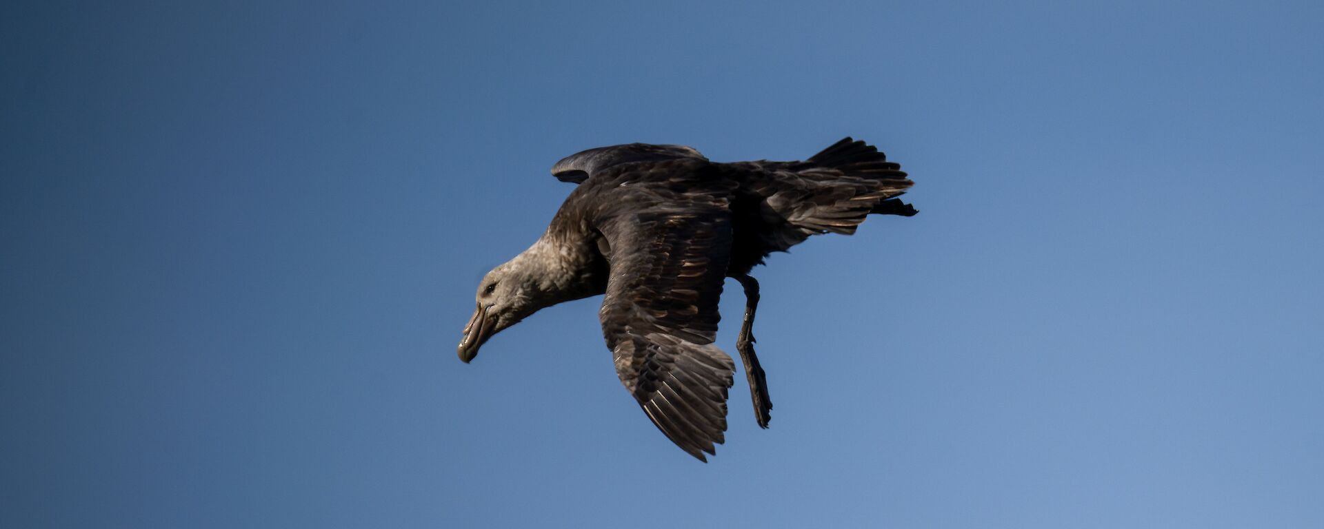 A giant petrel flying in the sky