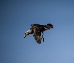 A giant petrel flying in the sky