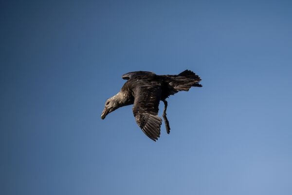 A giant petrel flying in the sky
