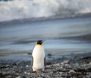 Visiting King penguin