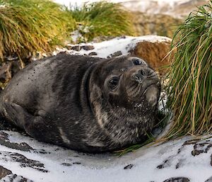 Weaner in the snow