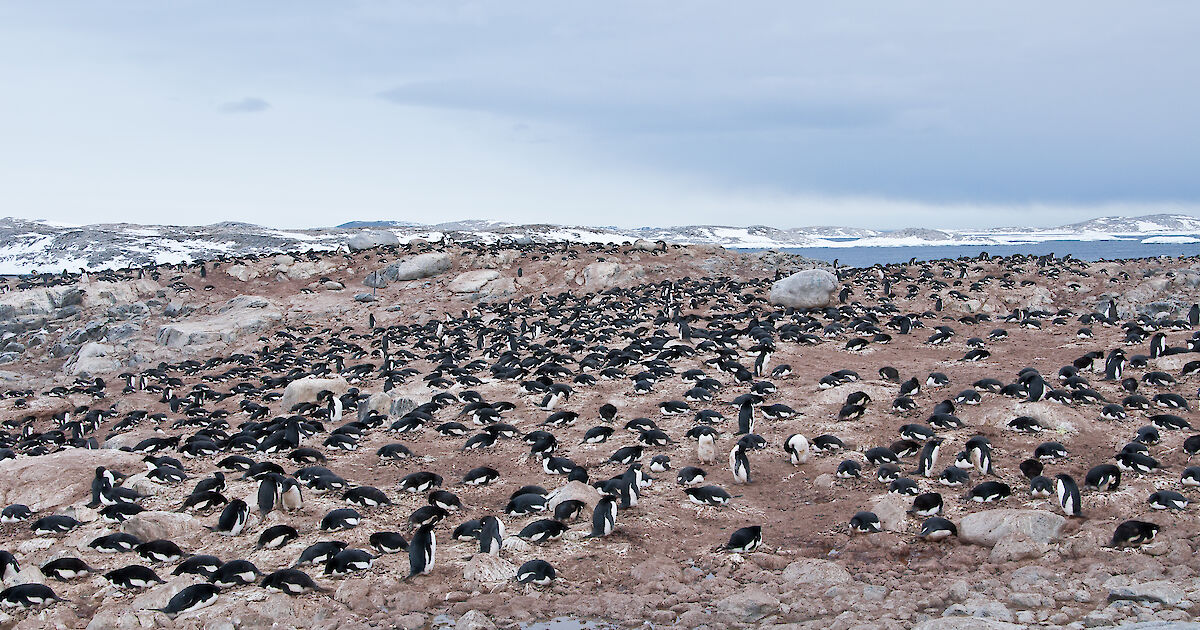 Antarctic krill head south – Australian Antarctic Program (News 2023)