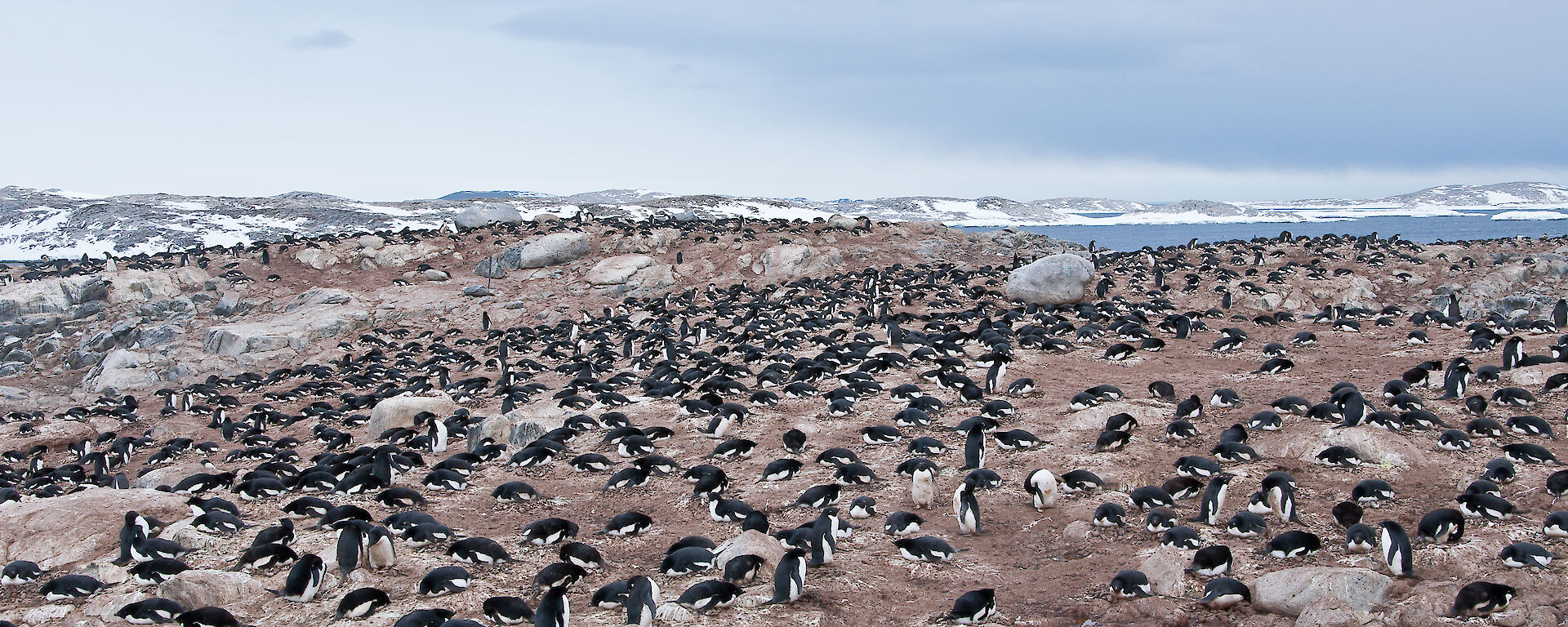 Hundreds of adelie penguins on the rocks