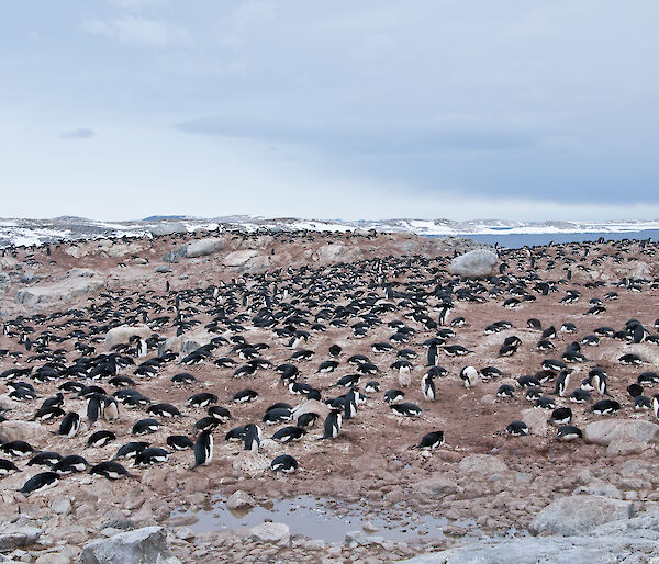 Hundreds of adelie penguins on the rocks