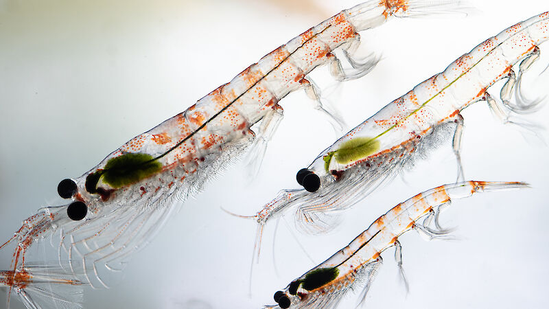 Three Antarctic krill close-up and translucent