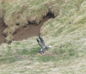 A wandering albatross chick flying across a grassy hill