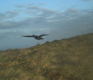 Blue sky with dotted clouds and a bird flying across the foreground