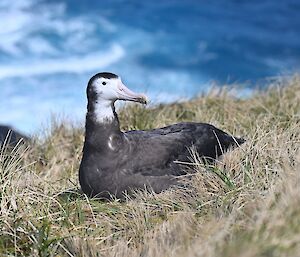 A black bird with a white face sits on a nest with the sea behind it