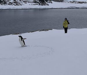 A penguin circles infant of Elli the expeditioner