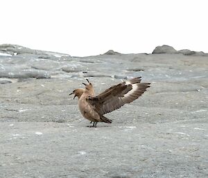 Two birds are in the photograph on a rocky landscape. They are positioned such that it appears one bird has two heads.