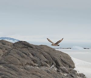 A bird is photographed mid flight with wings outstretched above a rocky landscape. In the background is an ocean frozen over by ice.