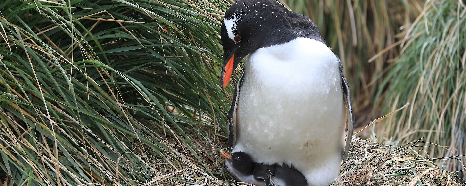 Gentoo penguin and chick