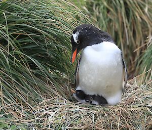 Gentoo penguin and chick