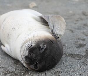 A cute elephant seal weaner relaxing on the beach