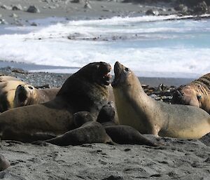 Battle on the beach between Bruce, the NZ sea lion, and a female elephant seal protecting her pup