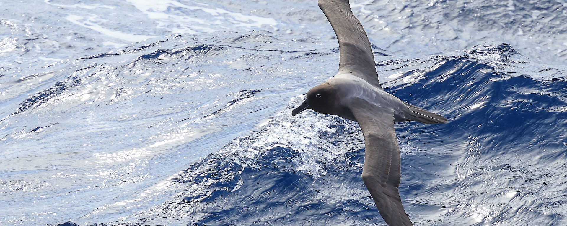 Bird over water