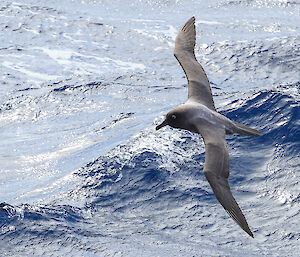 Bird over water