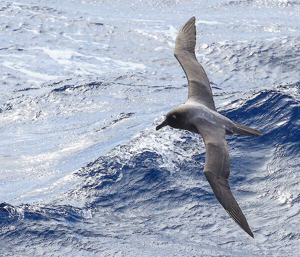 Bird over water