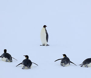Penguins walking over the sea ice