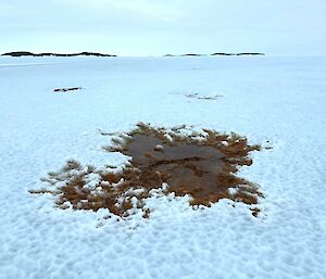 Brown seaweed is thawing a patch in an expanse of sea ice