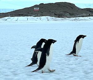 Three Adélie penguins are walking across the sea ice in front of a rocky hill that has a sign that says "It's Home, It's Mawson"