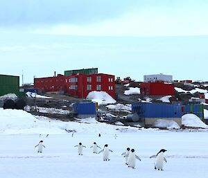 A number of Adélie penguins are walking across the sea ice towards the camera. In the background are multi coloured station buildings on a rocky landscape.