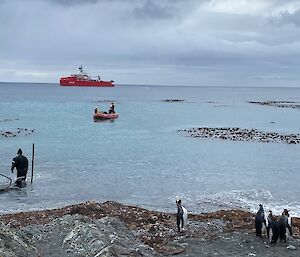 A person stands on a grey rocky beach with a boat and some penguins on the right.