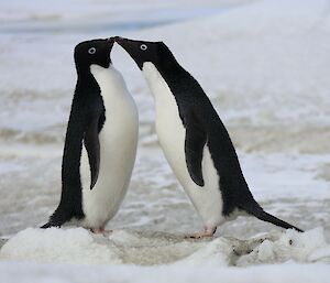 Two Adélie penguins touching beaks.
