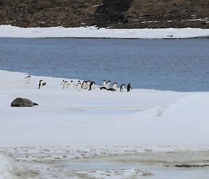 A seal lies on the ice with Adelie penguins and open water behind it.