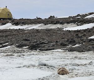 The seal lies on the ice in front of a yellow building known as the Pineapple Hut