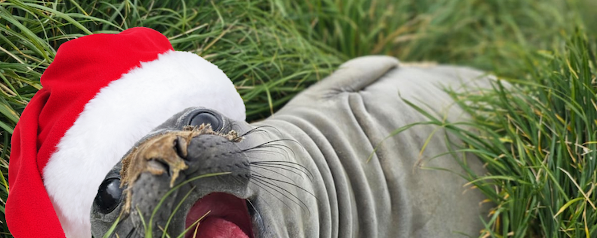 An elephant seal with its mouth open, lying in grass with a Christmas hat photoshopped on.