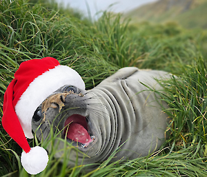 An elephant seal with its mouth open, lying in grass with a Christmas hat photoshopped on.