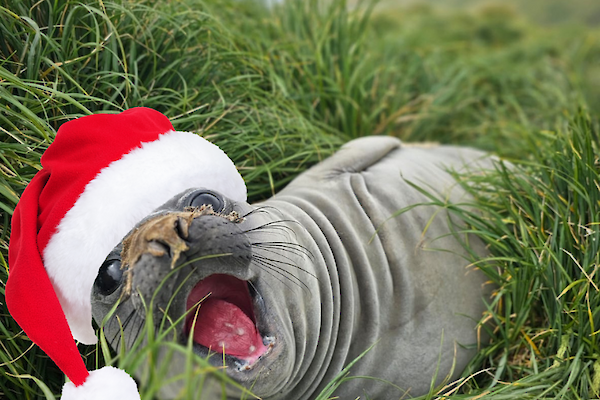 An elephant seal with its mouth open, lying in grass with a Christmas hat photoshopped on.