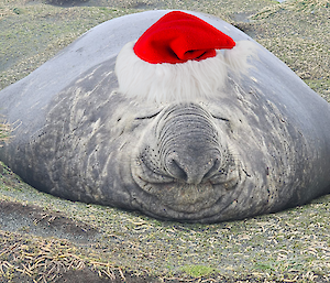 An elephant seal lying asleep on a muddy bank with a santa hat photoshopped on.