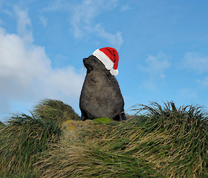 A New Zealand sea lion sanding on a grassy hill with a santa hat photoshopped on.
