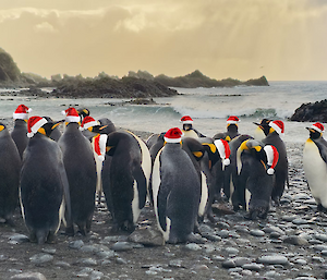 A group of King penguins on a rocky beach with santa hats photoshopped on.